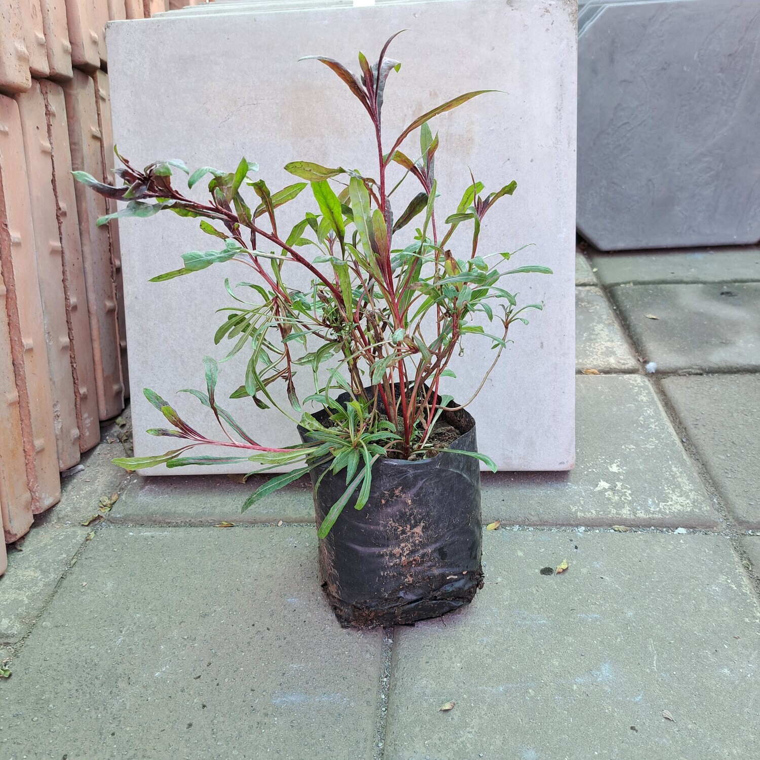 Gaura Lindheimeri Pink 4L