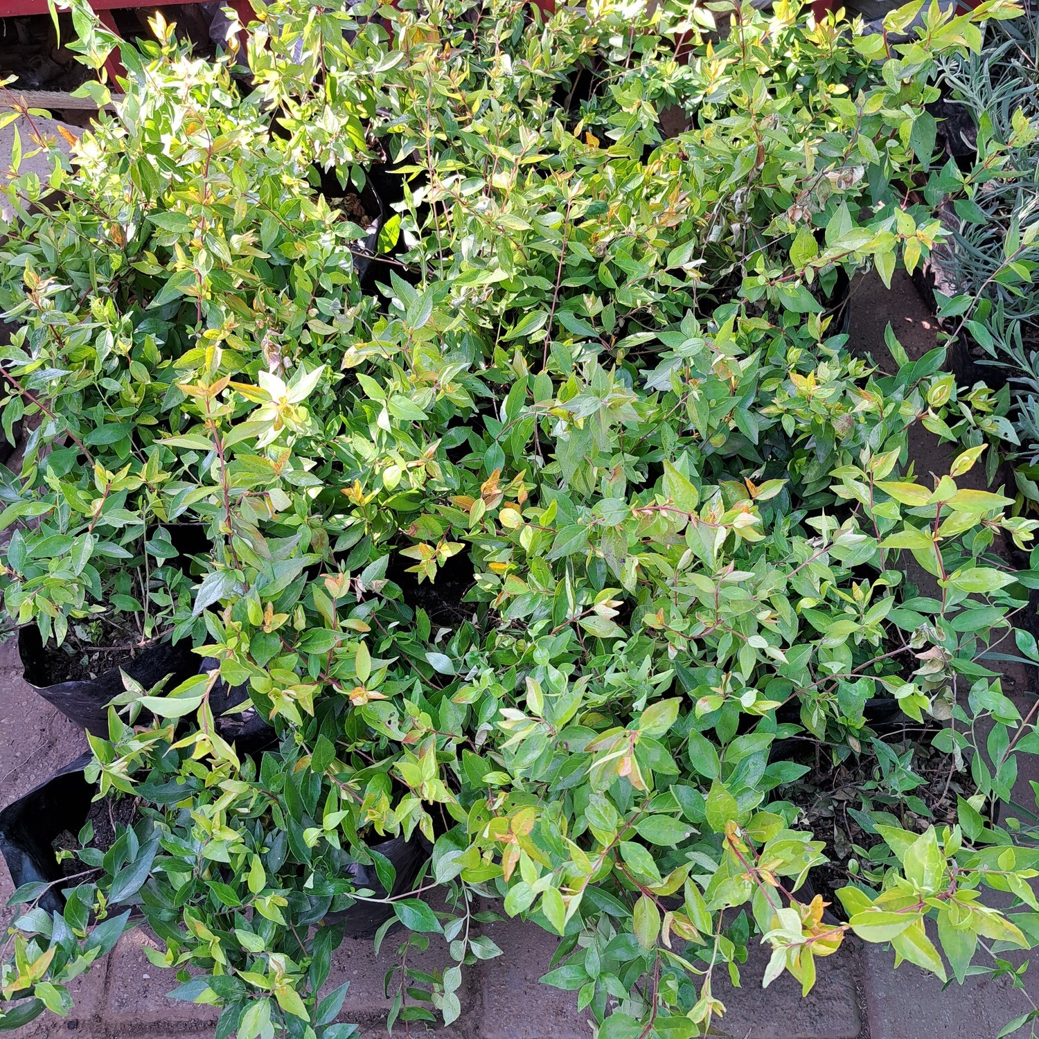 Abelia Grandiflora &#39;Francis Mason&#39; 4L
