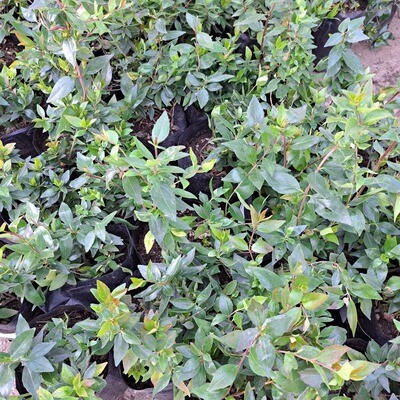 Abelia Grandiflora 4L
