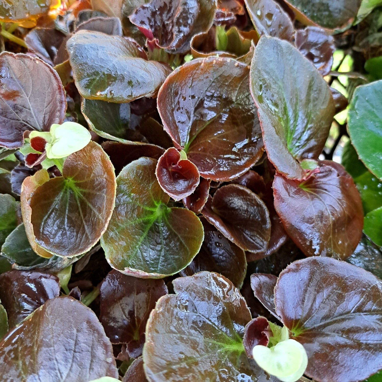 Begonia Bronze Leaf Mixed Colours Seedlings 6 Pack