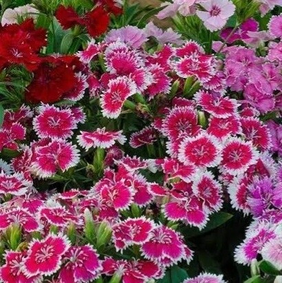 Dianthus Mixed Colours Seedlings 30 Pack