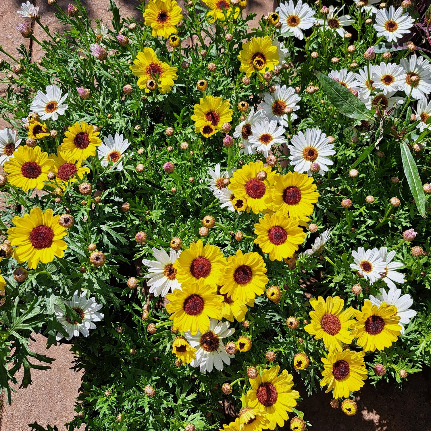 Argyranthemum Grand Daisy Mixed Colours 15cm