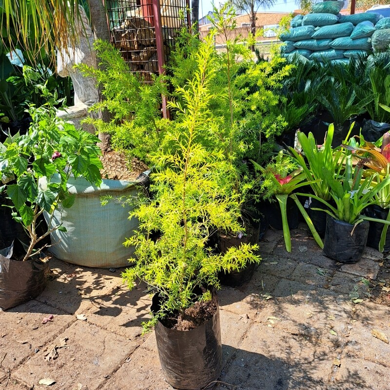 Melaleuca Bracteata Johannesburg Gold 10L