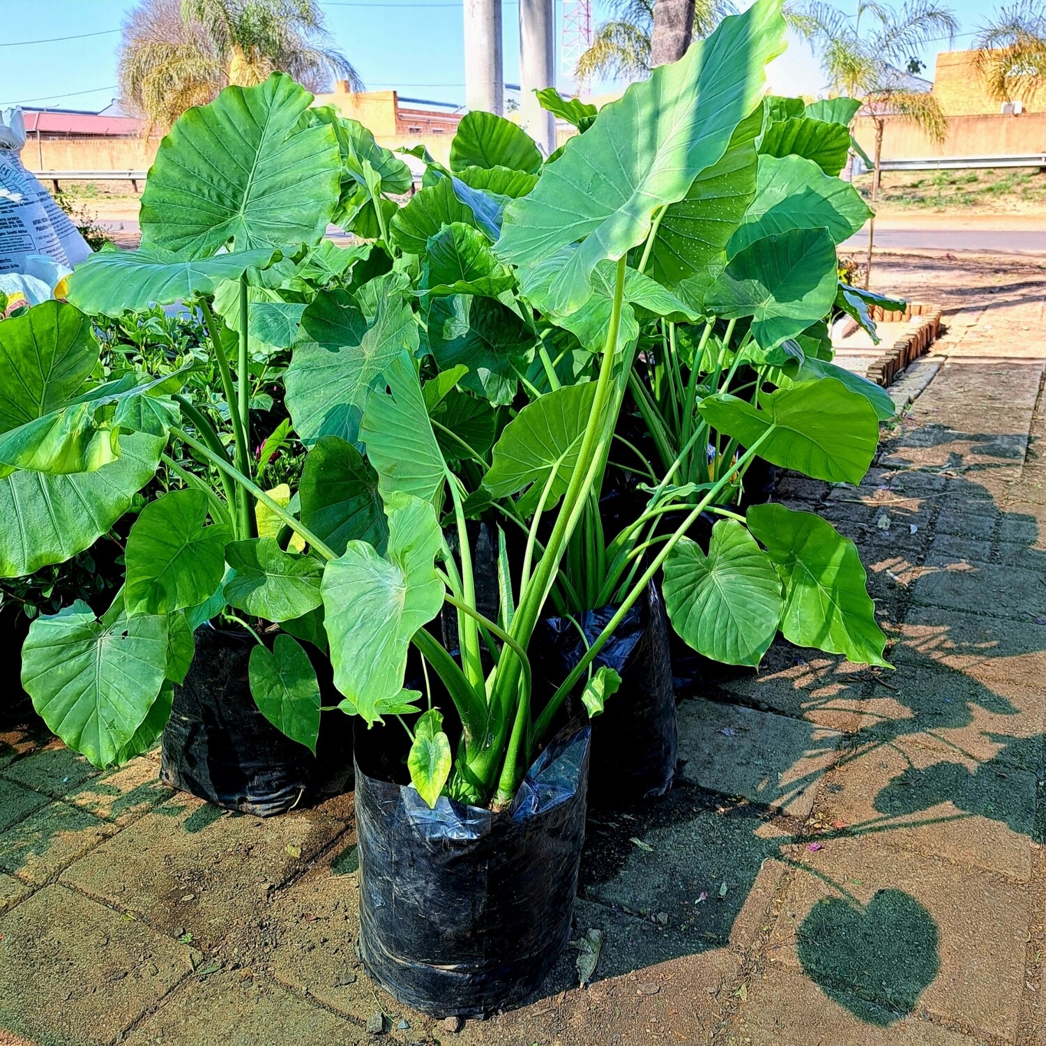 Alocasia Macrorrhiza Large (Elephant Ear) 20 liters