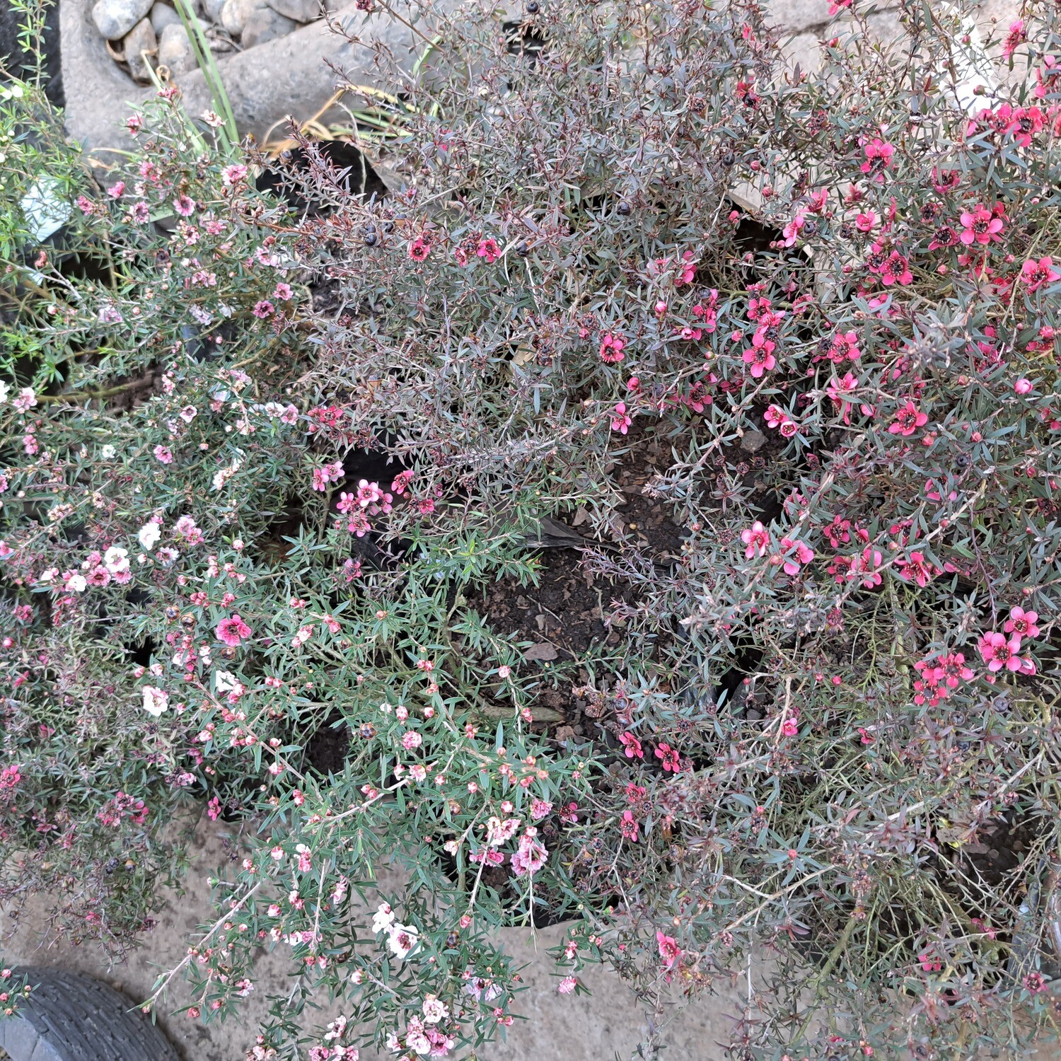 Leptospermum Scoparium Mixed Colours 'Tea Tree' 10L