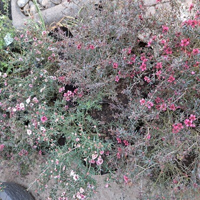 Leptospermum Scoparium Mixed Colours &#39;Tea Tree&#39; 10L
