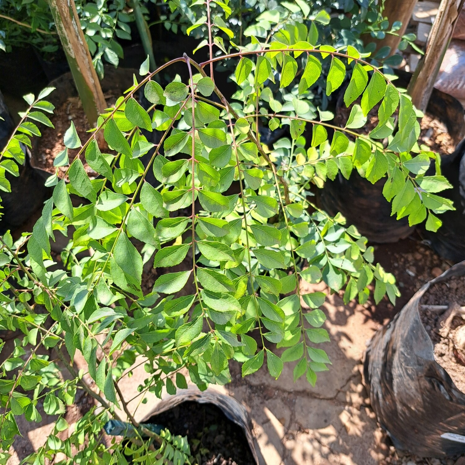 Murraya Koenigii (Curry Leaf) 10L