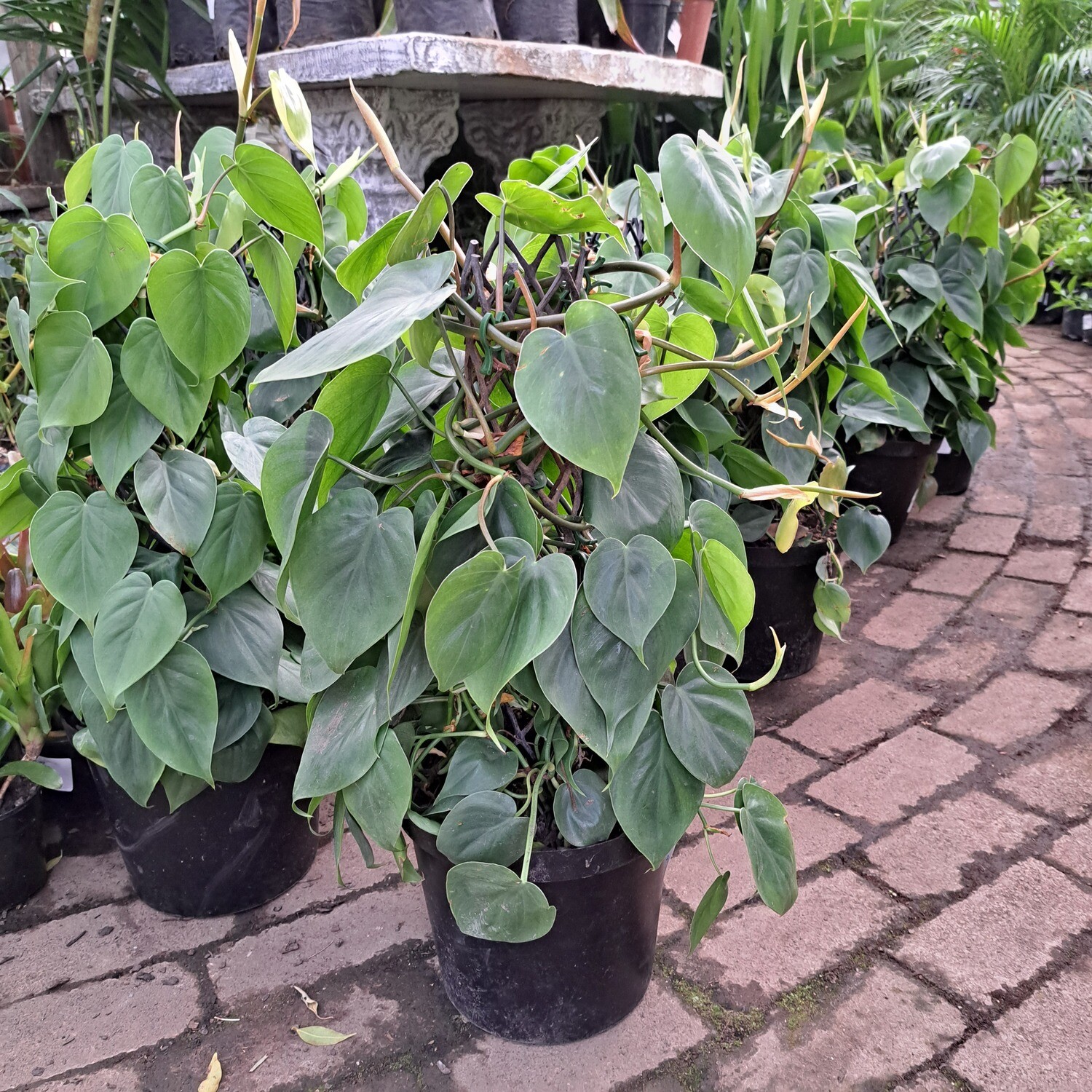 Philodendron Scandens 25cm