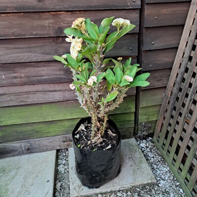Euphorbia Milii (Christ Thorn) Cream / Yellow 10L