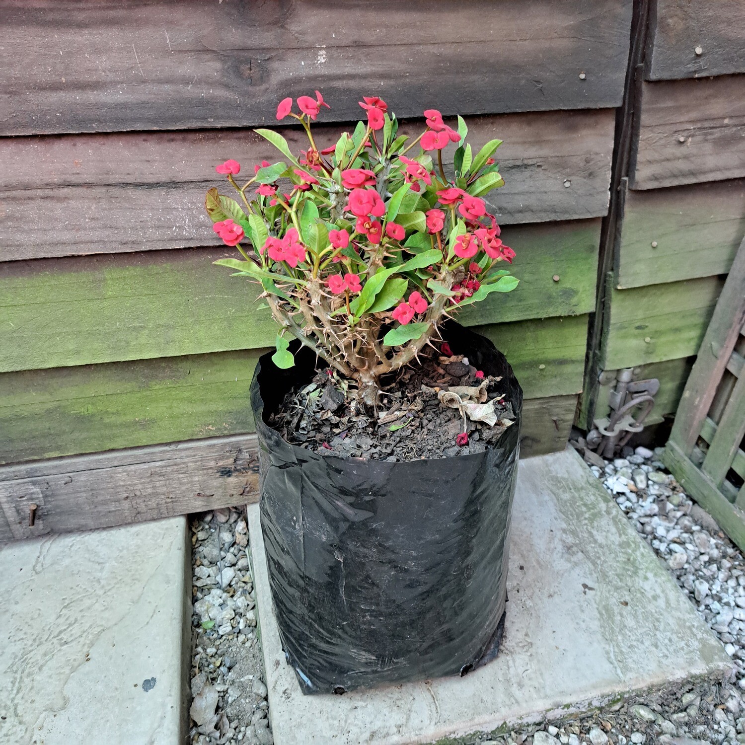 Euphorbia Milii (Christ Thorn) Compact Red 10L