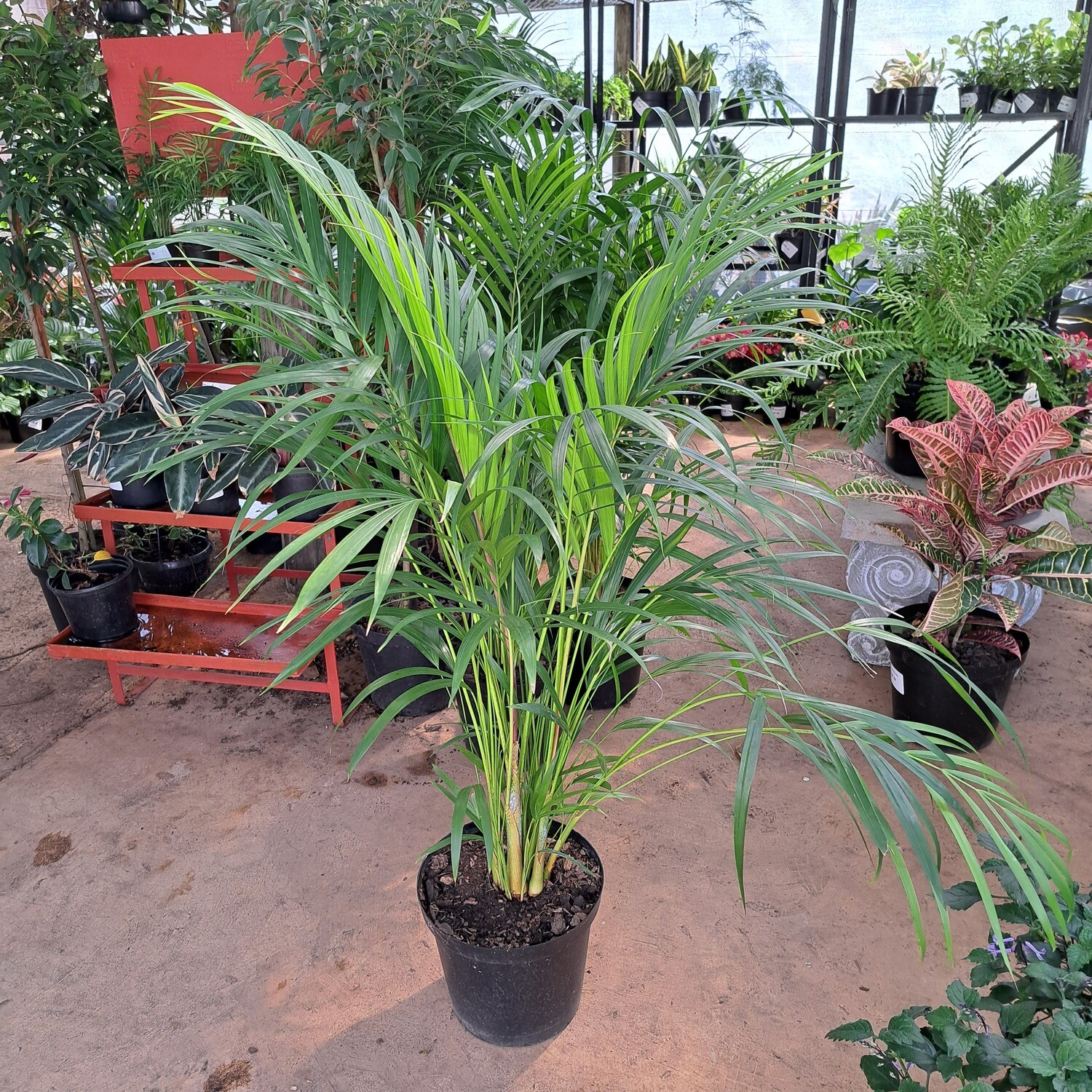 Bamboo Palm 25cm Pot