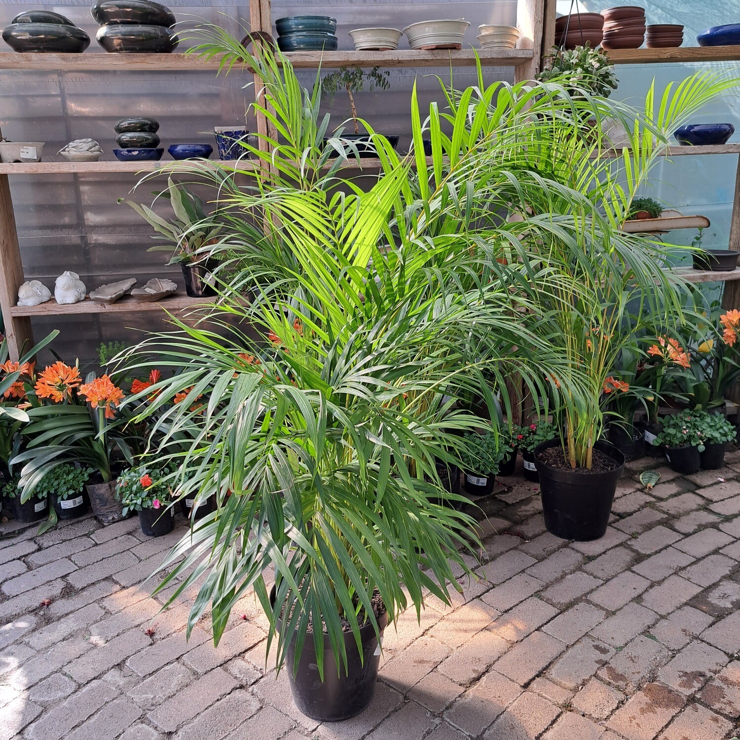 Bamboo Palm 30cm Pot