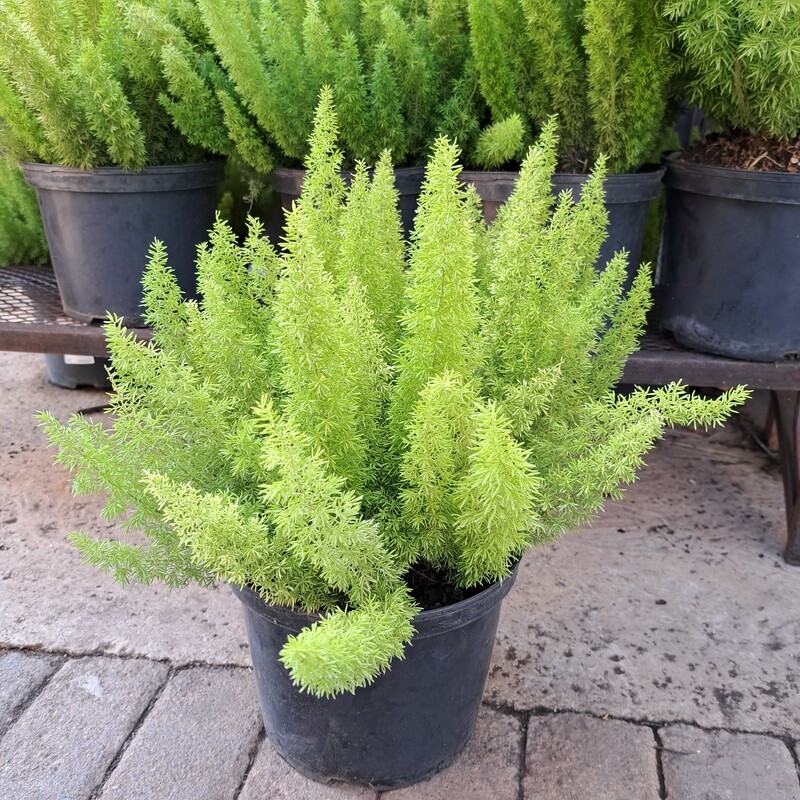 Asparagus Densiflorus 