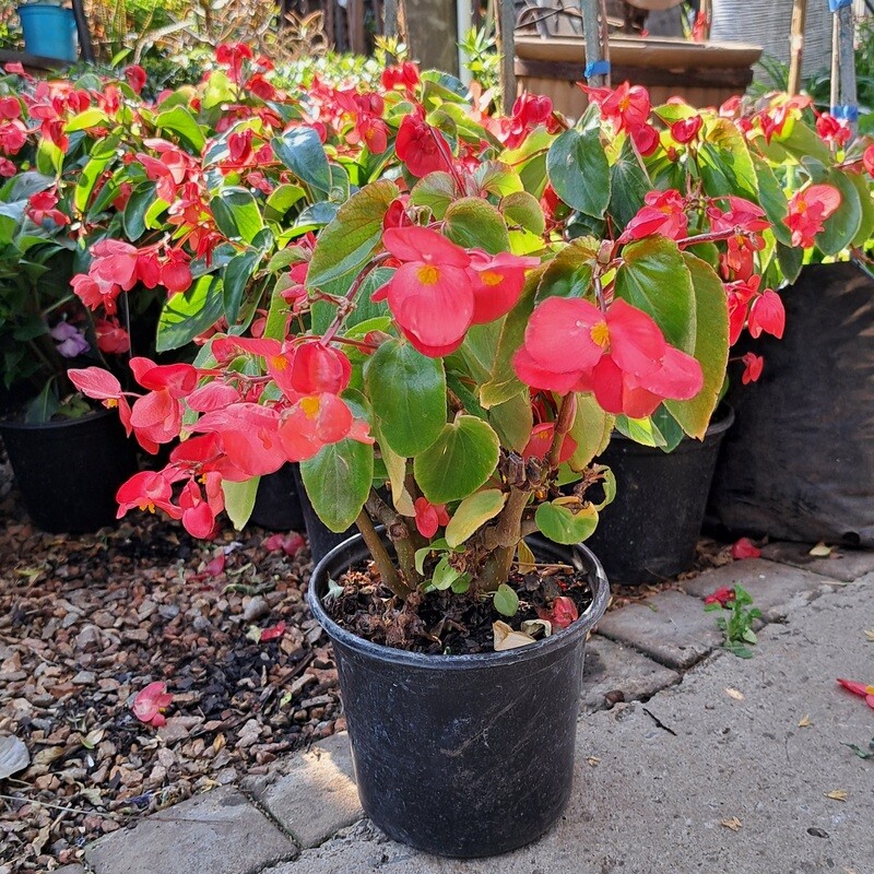 Begonia Dragon Wings "Red" 17cm Pot