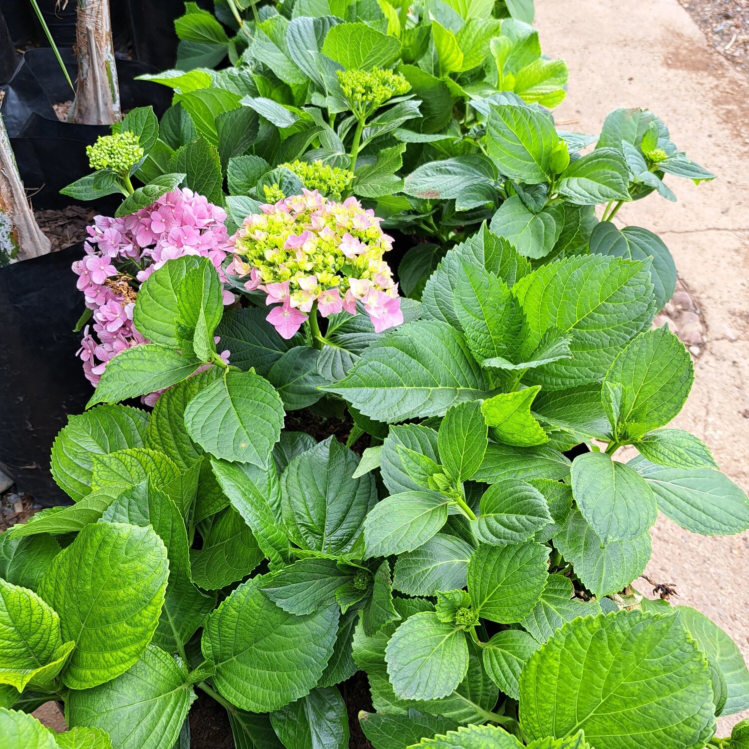 Hydrangea Macrophylla (Christmas Roses) 10L