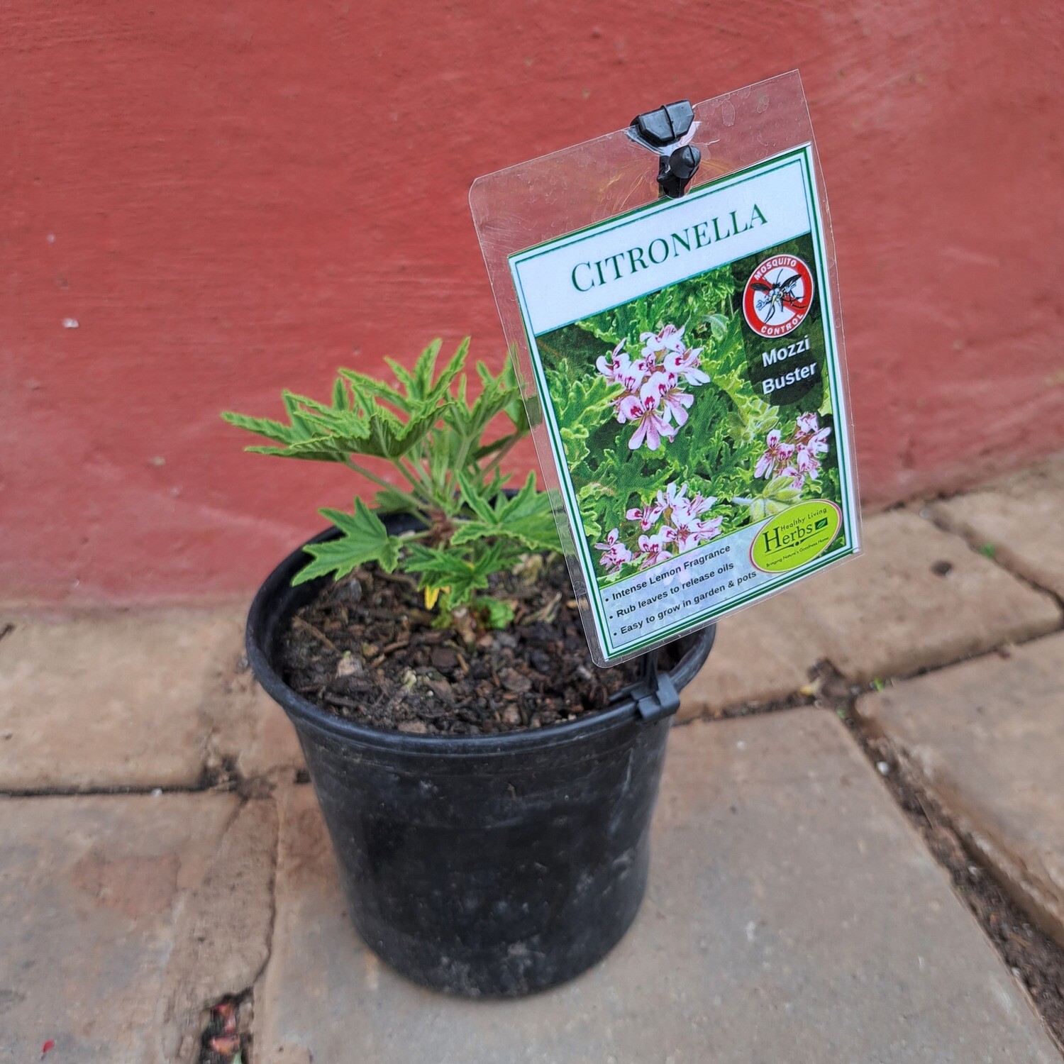 Citronella 17cm Pot