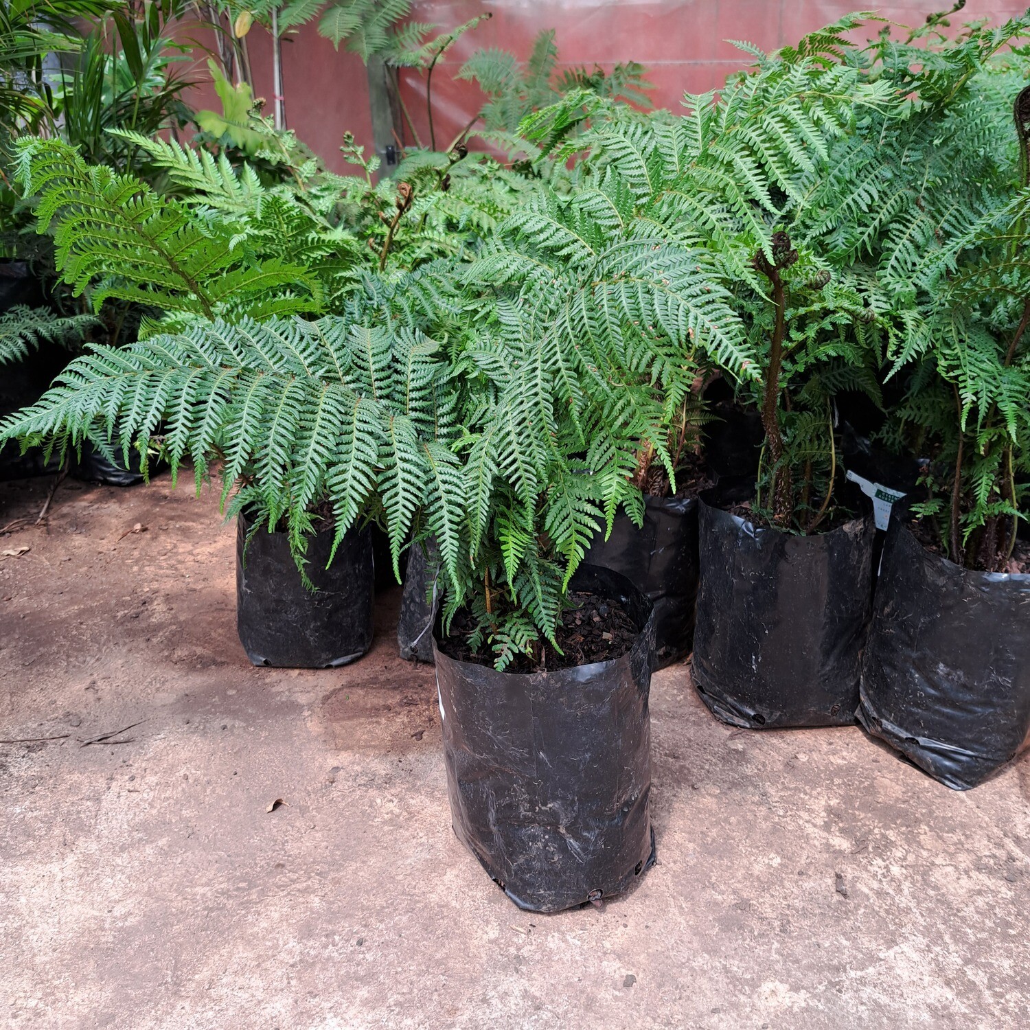 Cyathea Australis Tree fern 5 Liter