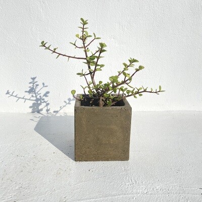 Decorative Square Cacti Pot Small Rustic Antique Amber Finish - 155mm x W150mm - 3kg