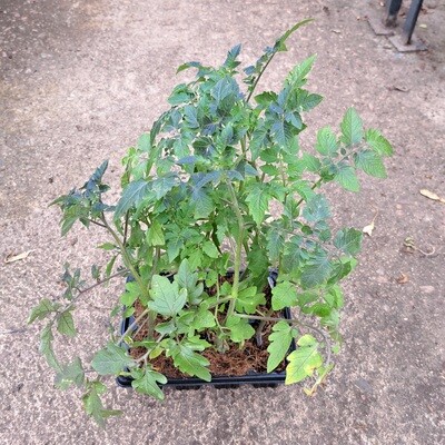Tomato Heinz 6 Pack Veg Seedlings
