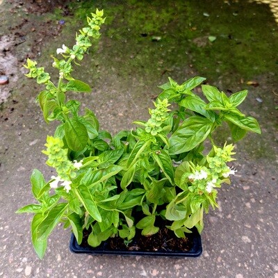 Basil Sweet Genovese 6 Pack Herb Seedlings