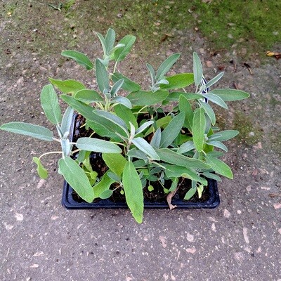 Sage 6 Pack Herb Seedlings