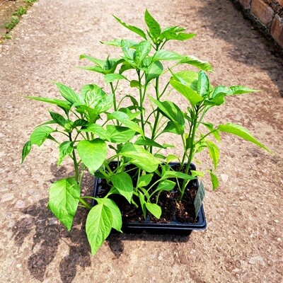 Chillies Red Hot 6 Pack Herb Seedlings