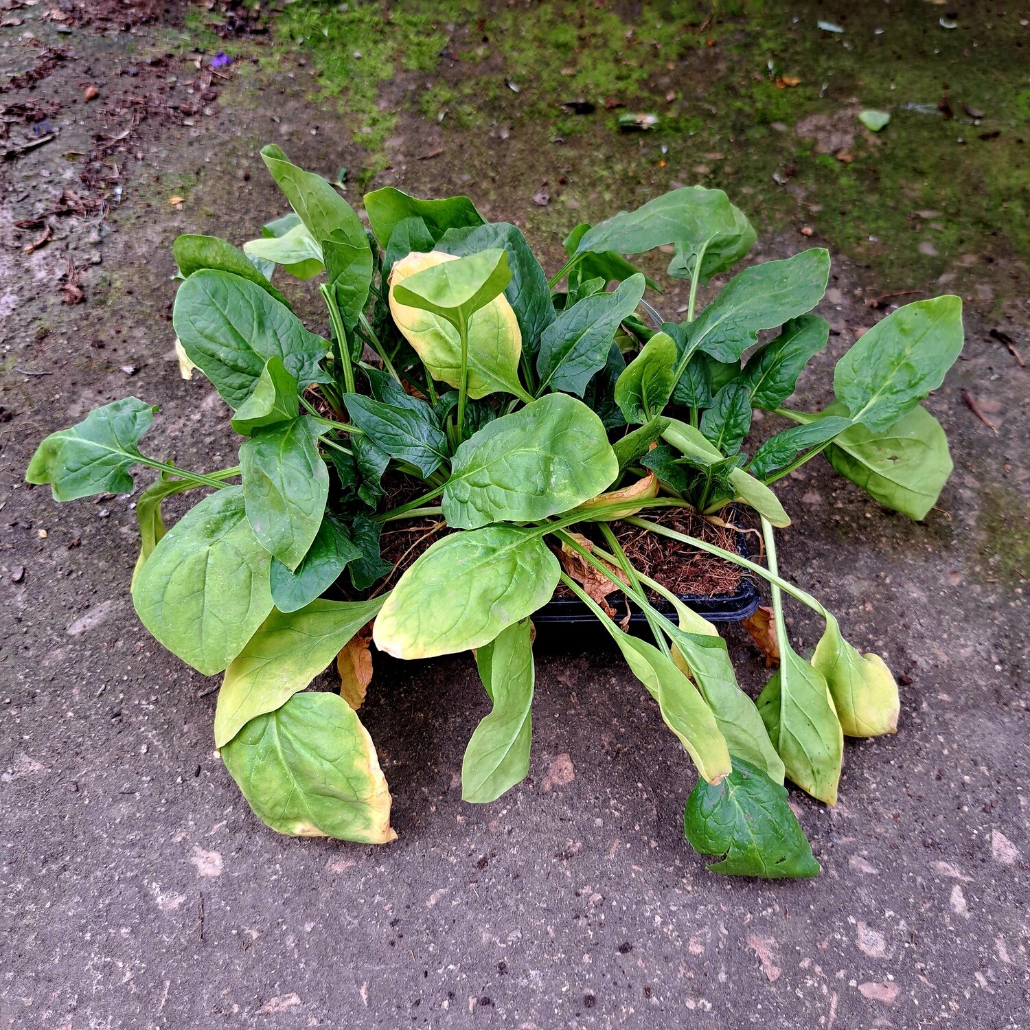 Spinach Baby Viroflay 6 Pack Veg Seedlings