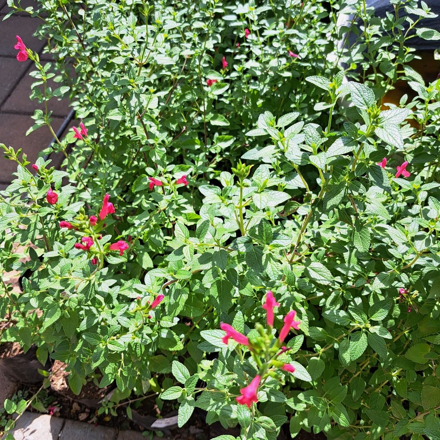 Salvia Pink 4L