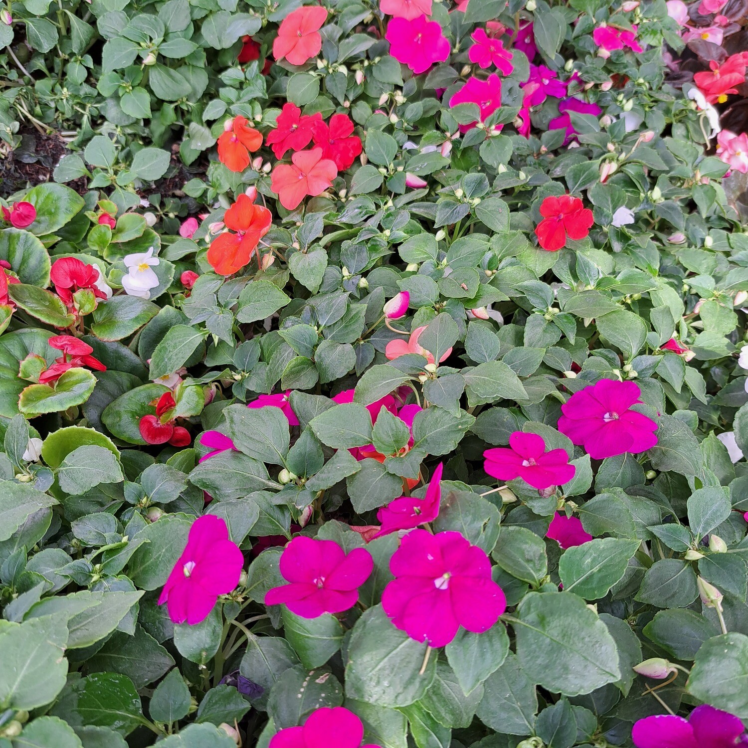 Impatiens Mixed Colours Seedlings 30 Pack