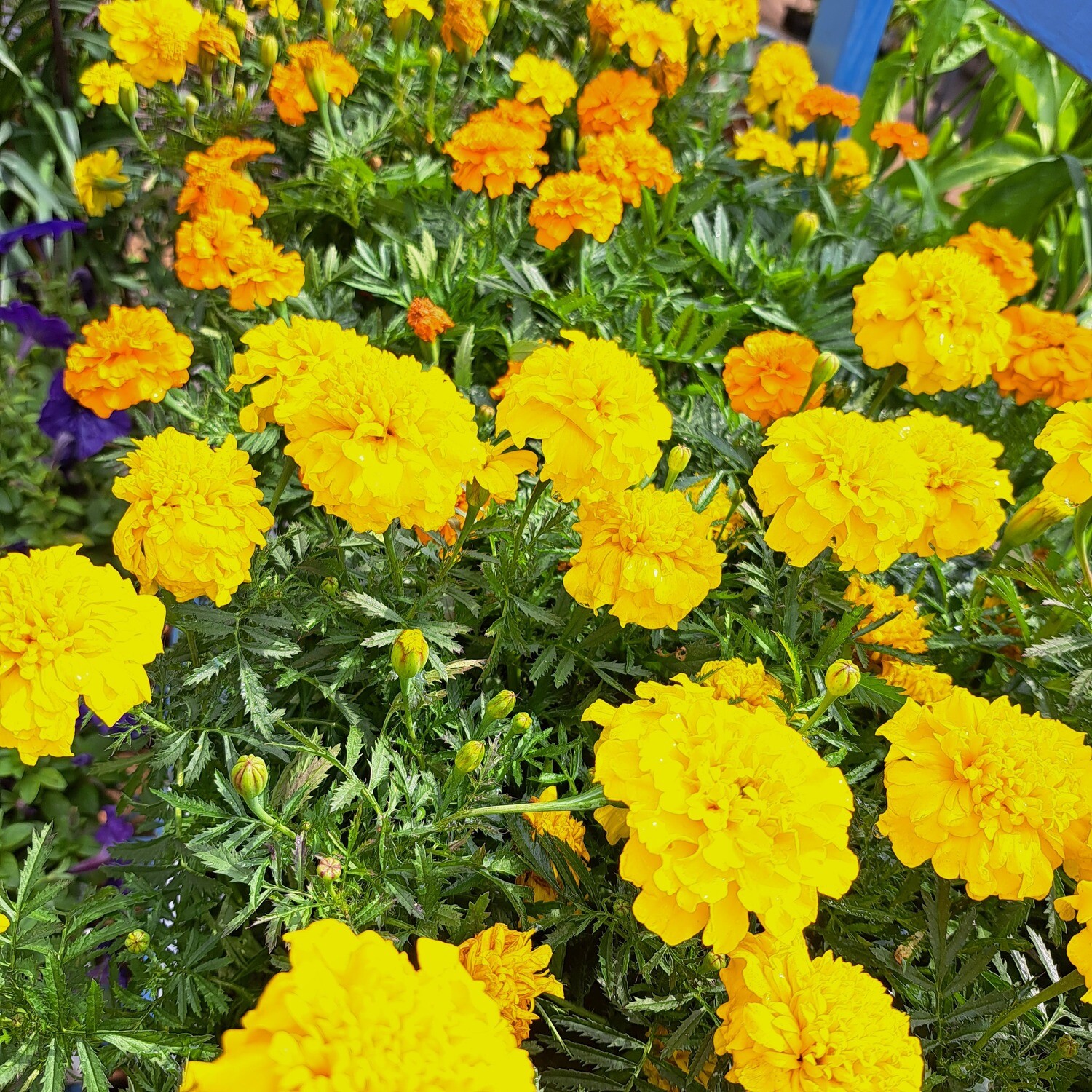 Marigold Mixed Colours Seedlings 30 Pack