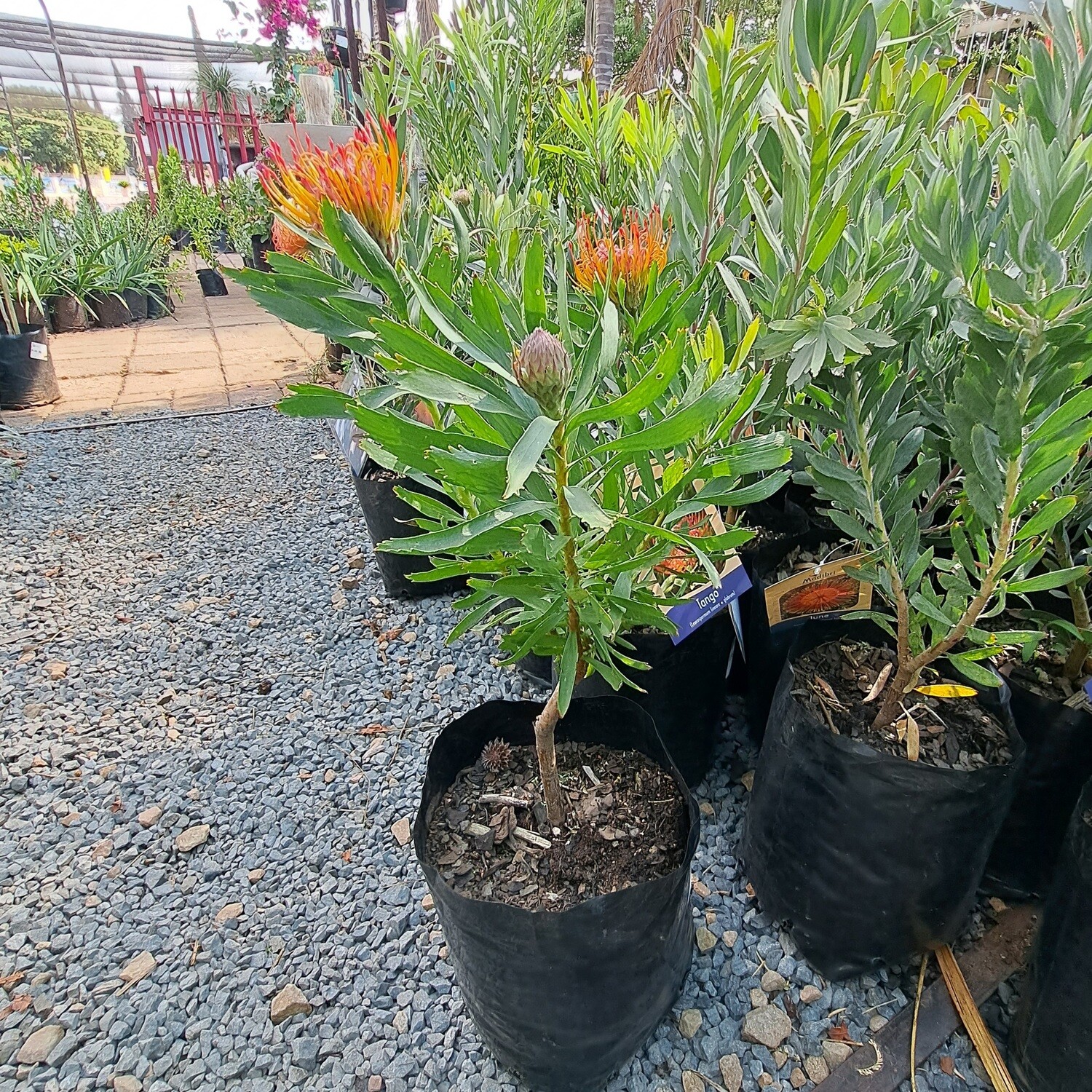 Protea Leucospermum Tango 5L