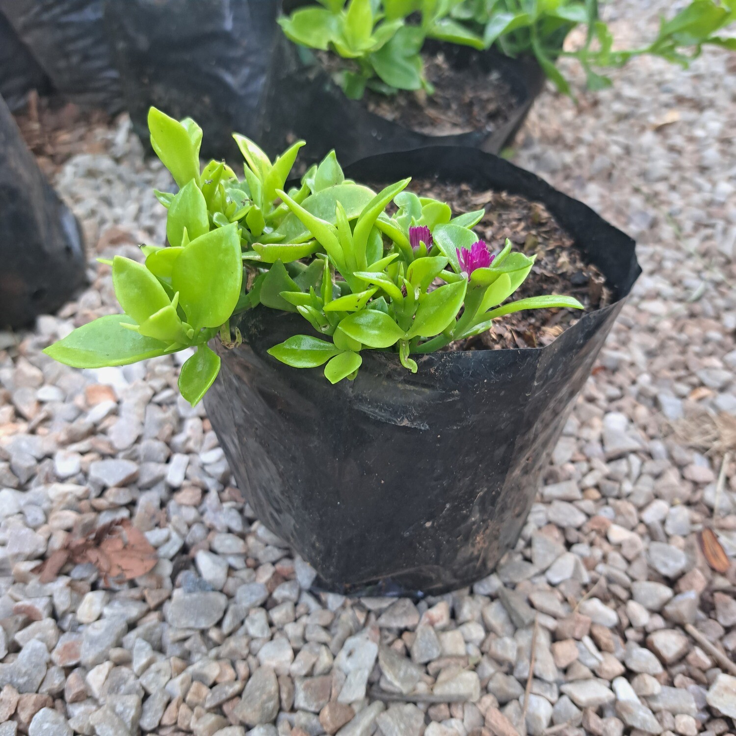 Aptenia Cordifolia (Baby Sun-Rose) 2 Liter