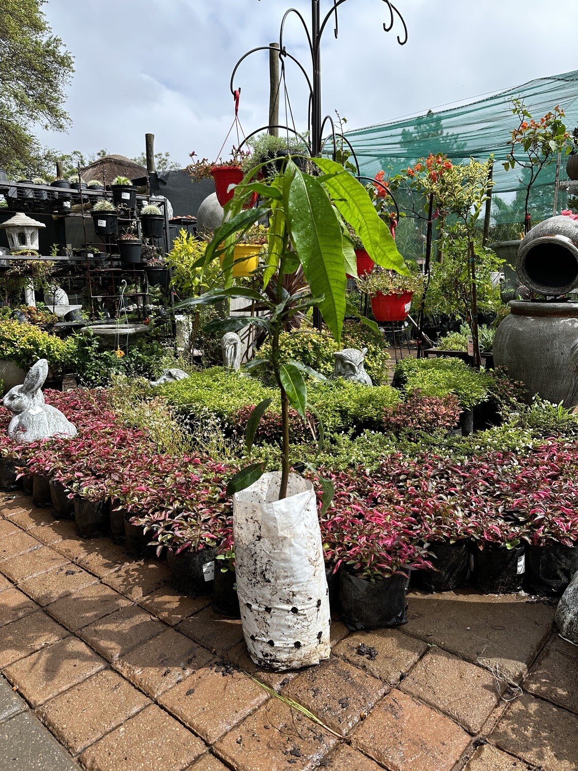Sabre Mango Tree 5 Liter