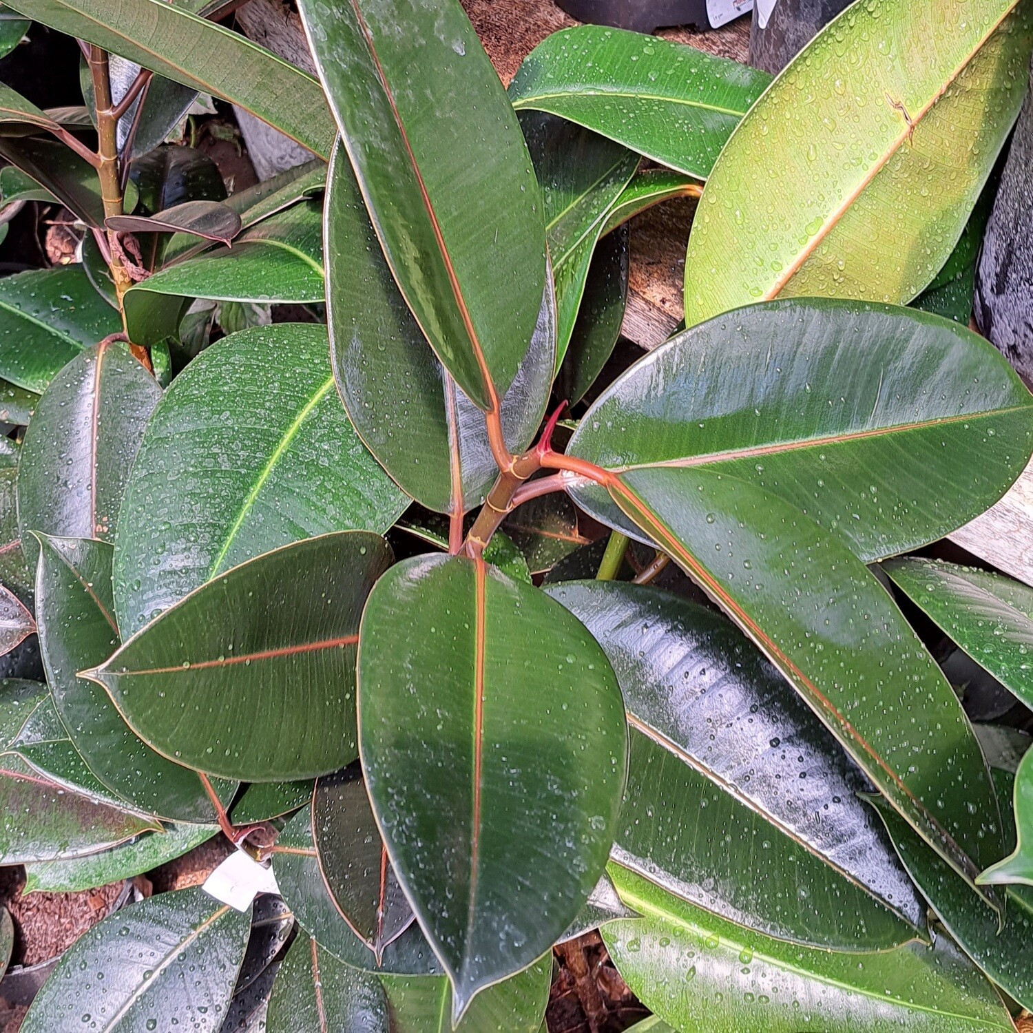 Ficus Elastica Robusta 19cm