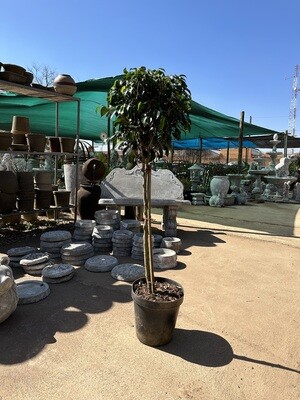 Ficus Benjamina Standard 25cm Pot