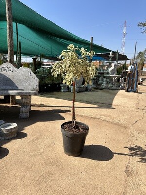 Ficus Starlight 25cm Pot Standard