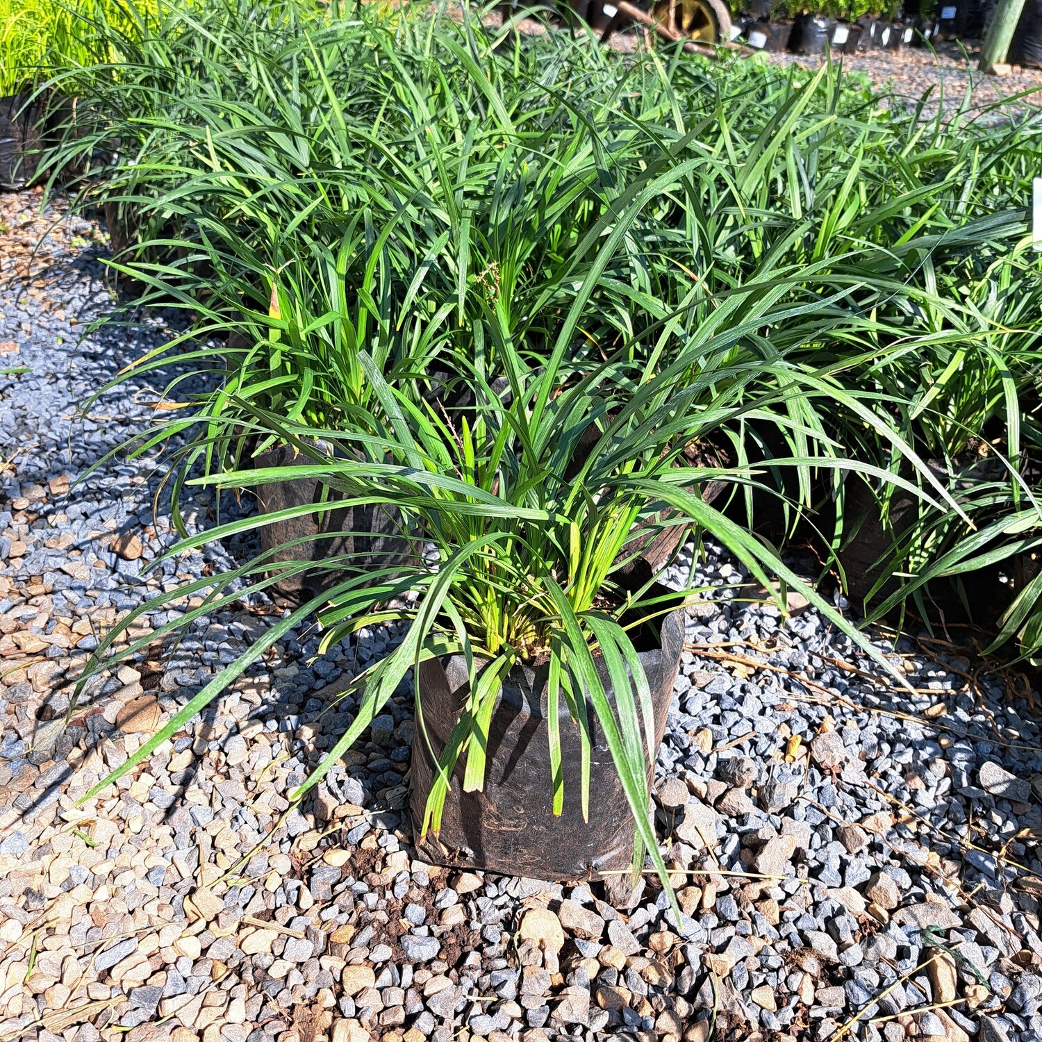 Liriope Giant (grass-like perennial)