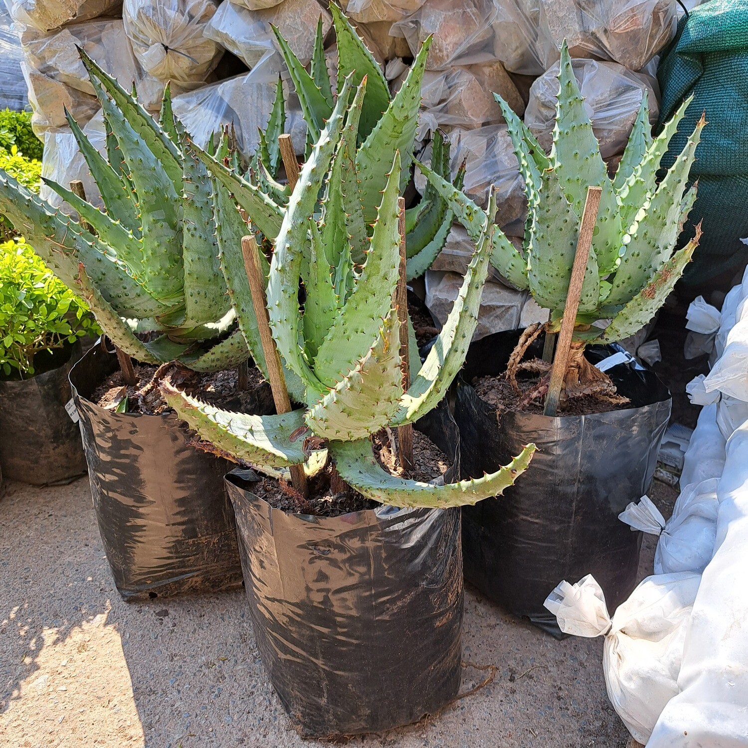 Aloe Marlothii 20L