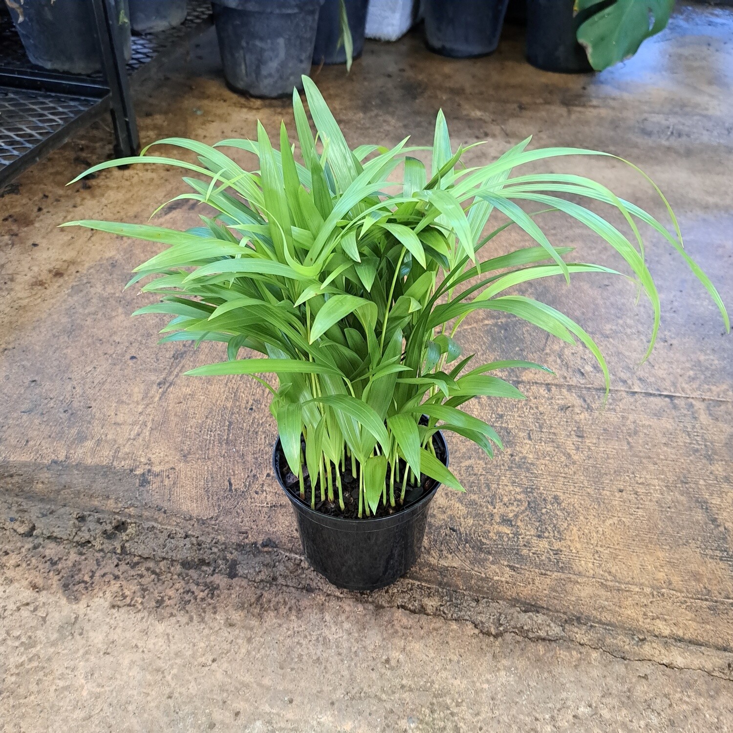 Bamboo Palm 14cm