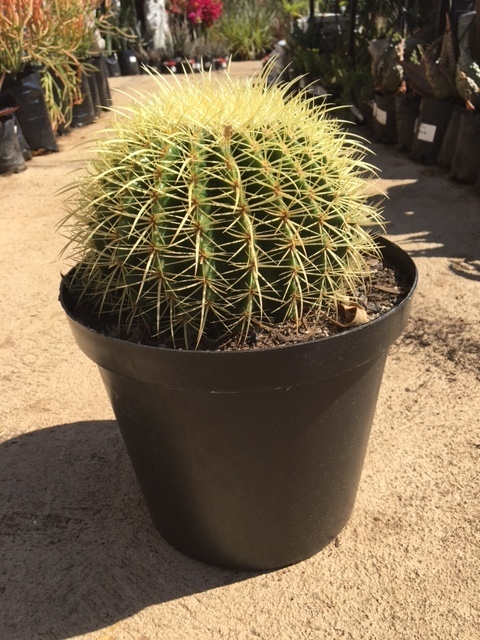 Cactus 25cm
