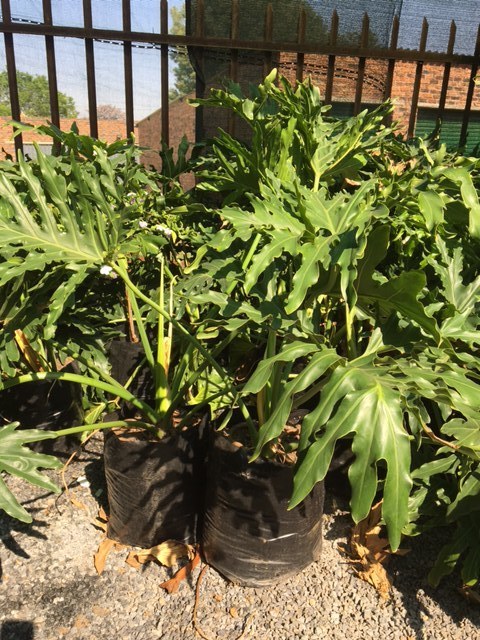 Philodendron Selloum 20 liter