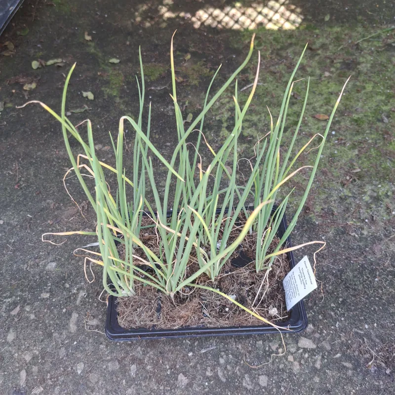 Spring Onion 6 Pack Veg Seedlings
