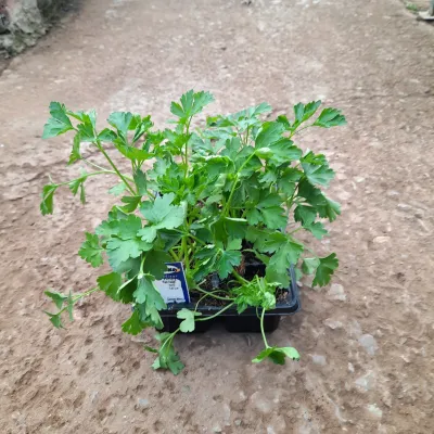 Parsley Flat Leaved Plain Italian 6 Pack Herb Seedlings