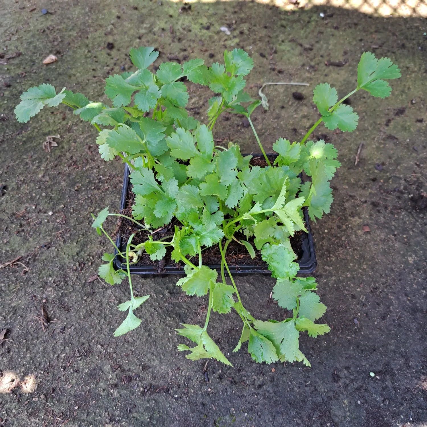 Coriander 6 Pack Veg Seedlings