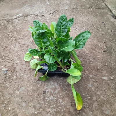 Spinach Swiss Chard Fordhook Giant 6 Pack Veg Seedlings