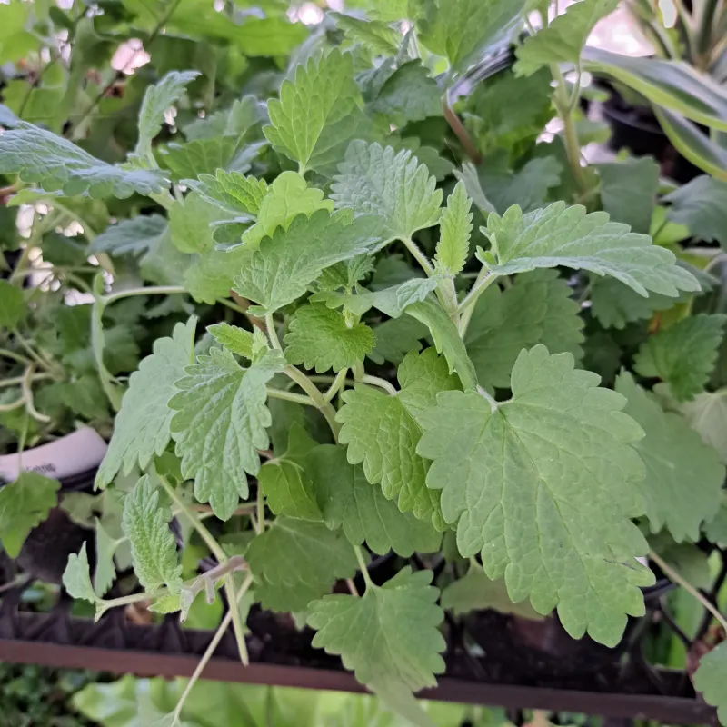 Catnip 12cm Pot