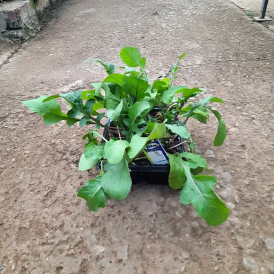 Rocket Salad 6 Pack Herb Seedlings