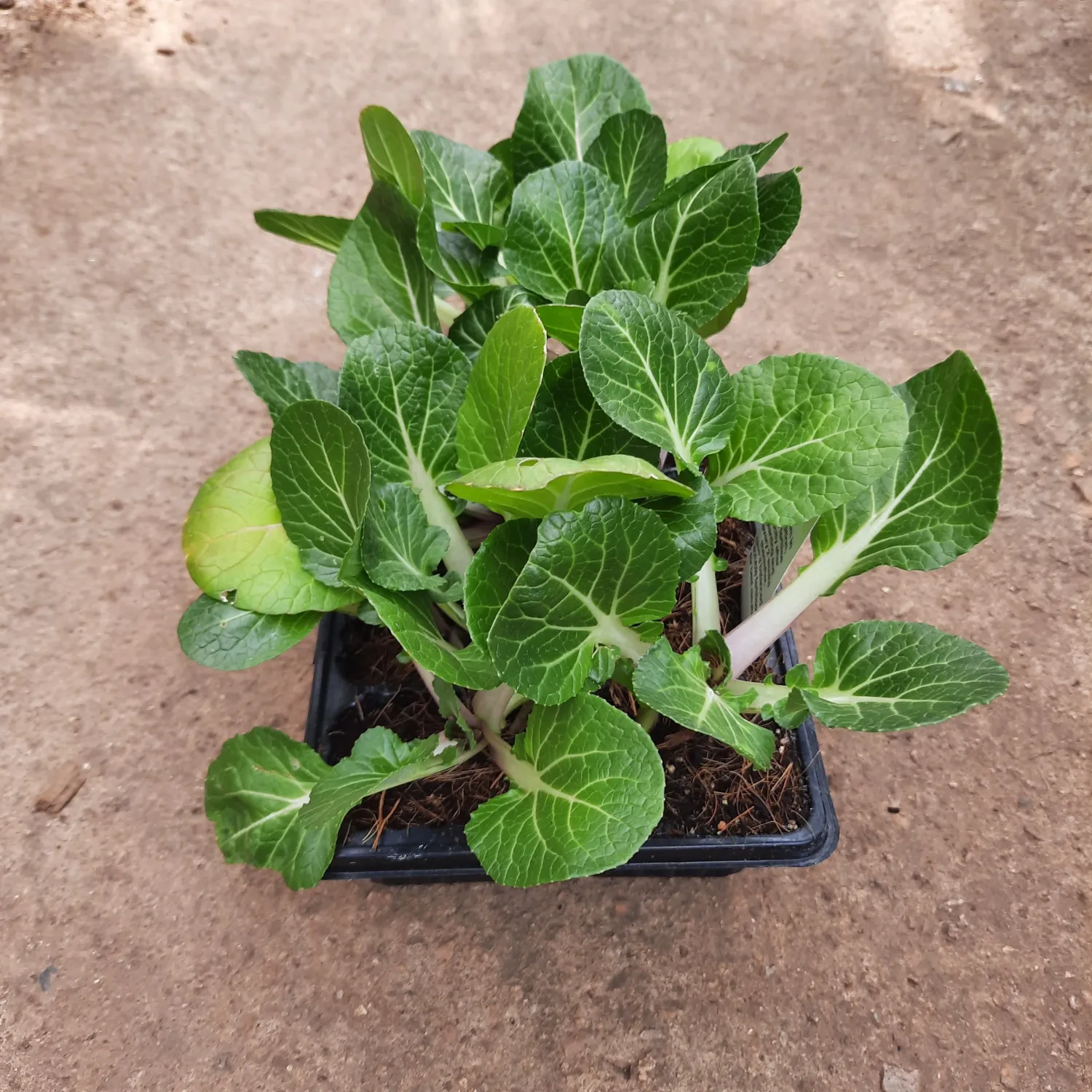 Pak Choi 6 Pack Veg Seedlings