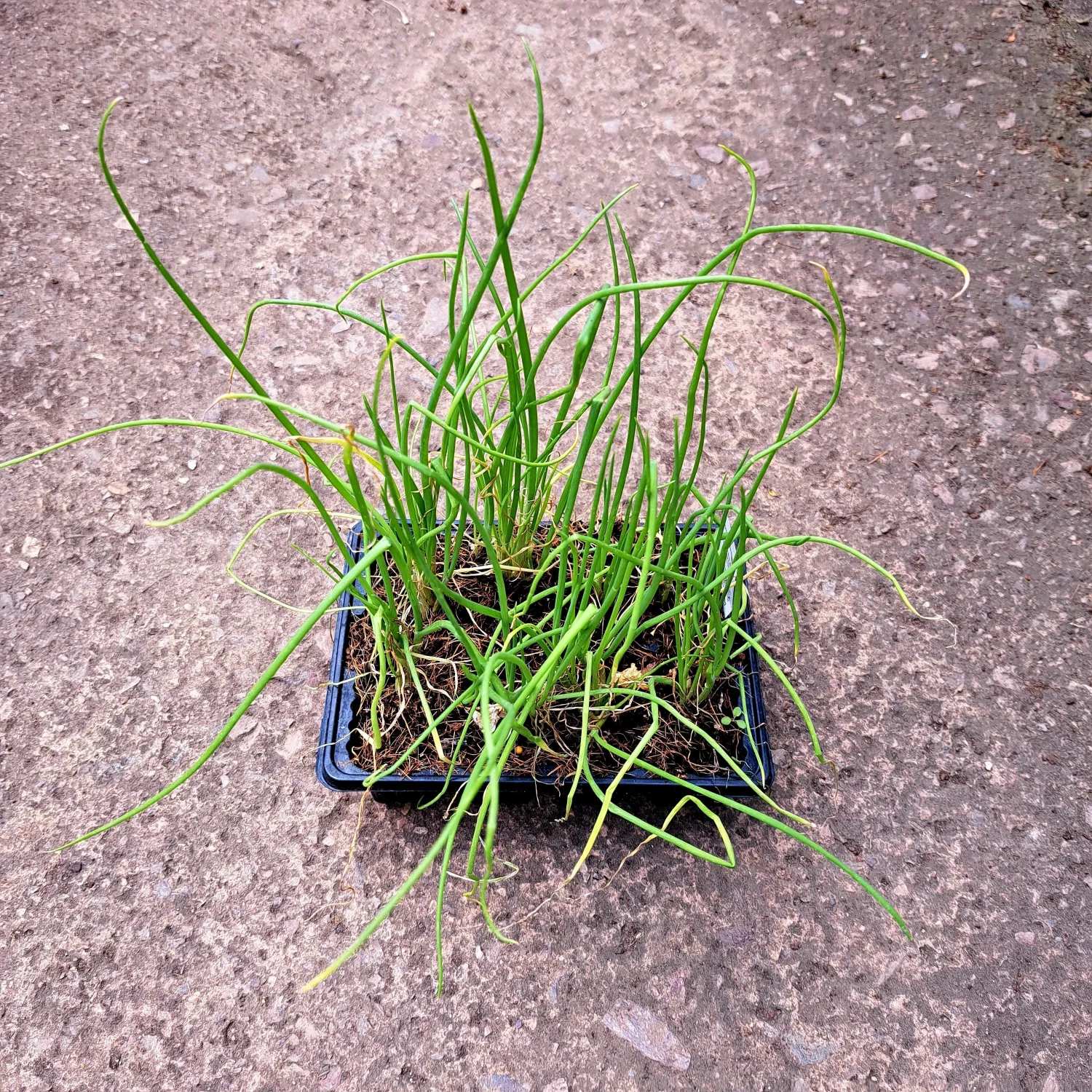 Onion Texas Grano 6 Pack Veg Seedlings