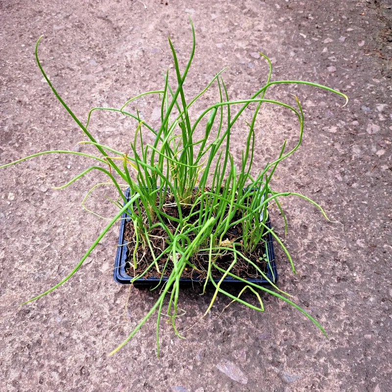 Onion Texas Grano 6 Pack Veg Seedlings